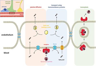 Lipid Transport and Metabolism at the Blood-Brain Interface: Implications in Health and Disease